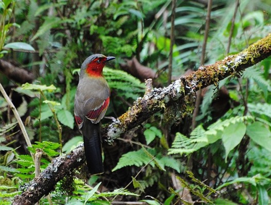 Scarlet-faced Liocichla, Thailand, Thailand Birding Tours, Asia Birding Tours, Naturalist Journeys 