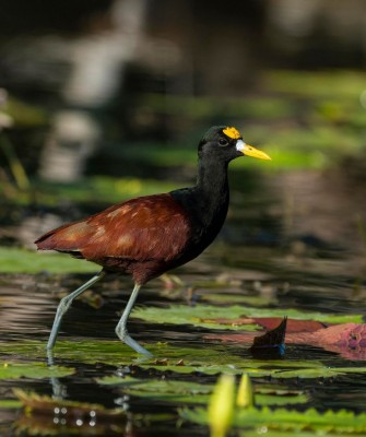 Belize Birding Tour 2024 - Three Great Lodges | Naturalist Journeys