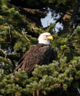 Bald Eagle, Birding Washington State, Bird watching Olympic Peninsula, Naturalist Journeys, Wildlife Tour, Wildlife Photography, Ecotourism, Specialty Birds, Birding Hotspot, Olympic National Park