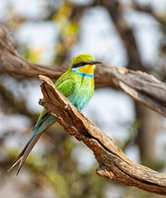 Swallow-tailed Bee-eater, Ghana Nature Tour, West Africa, African Safari, Ghana Birds, Birdwatching, Guided Nature Tour, Wildlife Photography, Ecotourism