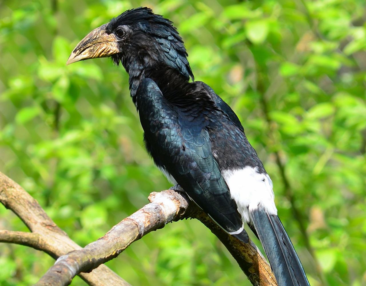 Piping Hornbill, Ghana Nature Tour, West Africa, African Safari, Ghana Birds, Birdwatching, Guided Nature Tour, Wildlife Photography, Ecotourism