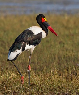 Saddle-billed Stork, Ghana Nature Tour, West Africa, African Safari, Ghana Birds, Birdwatching, Guided Nature Tour, Wildlife Photography, Ecotourism