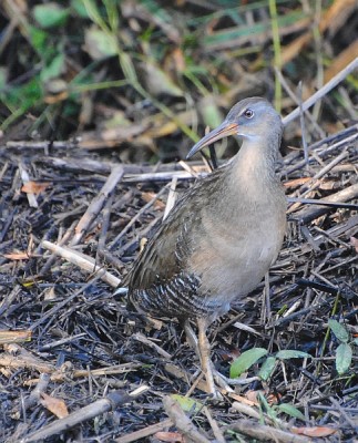 Clapper Rail, Cape May, Fall Migration Tour, Birding Migration Tour, Naturalist Journeys