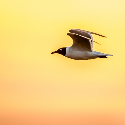 Laughing Gull, Cape May Spring Migration, Spring Migration Birding and Nature Tour from Naturalist Journeys, Cape May New Jersey Birding