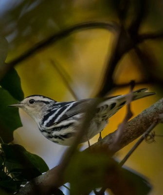 Black-and-white Warbler, Birding New Jersey, Bird watching Cape May, Cape May New Jersey, Nature Tour, Naturalist Journeys, Wildlife Tour, Wildlife Photography, Ecotourism, Specialty Birds, Birding Hotspot, Endemic Birds