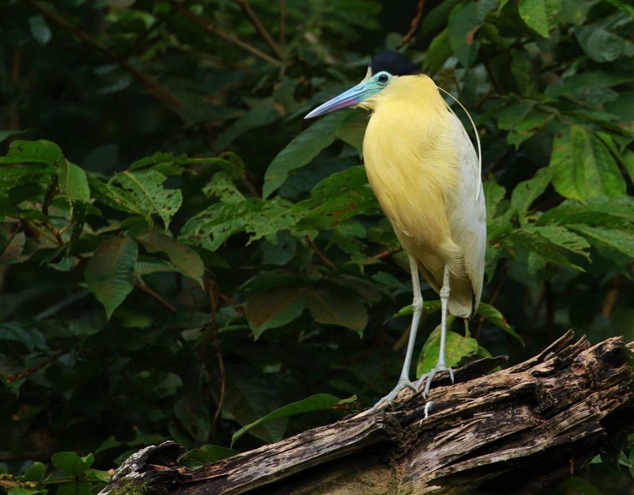 Birding Panama, Panama Nature, Central America, Bird watching Panama, Neotropical Birds, Naturalist Journeys, Wildlife Tour, Wildlife Photography, Ecotourism, Specialty Birds, Birding Hotspot