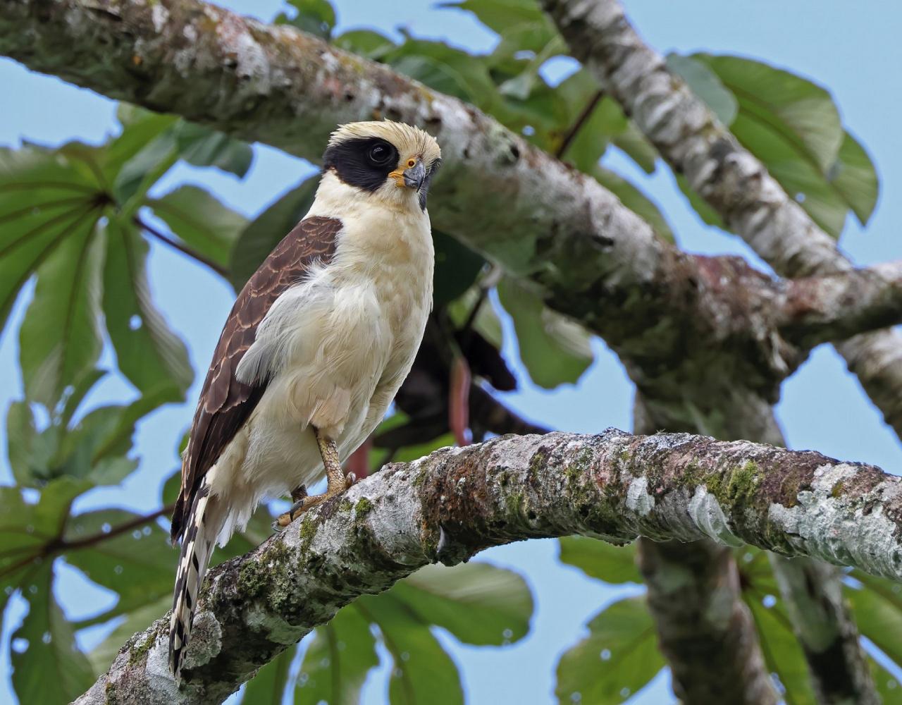 Birding Panama, Panama Nature, Central America, Bird watching Panama, Neotropical Birds, Naturalist Journeys, Wildlife Tour, Wildlife Photography, Ecotourism, Specialty Birds, Birding Hotspot