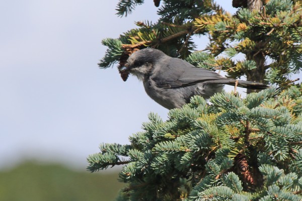 Gray Jay, Maine, Maine Birding Tour, Maine Nature Tour, Acadia National Park, Acadia National Park Tour, Naturalist Journeys