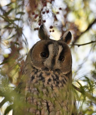 Birding Portugal, Portugal Nature, Bird watching Europe, Fall Migration, Naturalist Journeys, Wildlife Tour, Wildlife Photography, Ecotourism, Specialty Birds, Birding Hotspot, Lisbon, Alentejo