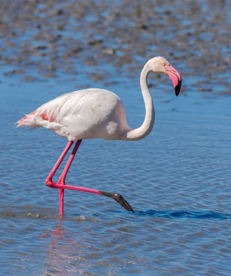 Birding Portugal, Portugal Nature, Bird watching Europe, Fall Migration, Naturalist Journeys, Wildlife Tour, Wildlife Photography, Ecotourism, Specialty Birds, Birding Hotspot, Lisbon, Alentejo