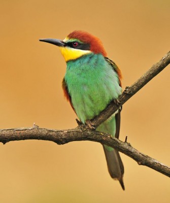 Birding Portugal, Portugal Nature, Bird watching Europe, Fall Migration, Naturalist Journeys, Wildlife Tour, Wildlife Photography, Ecotourism, Specialty Birds, Birding Hotspot, Lisbon, Alentejo