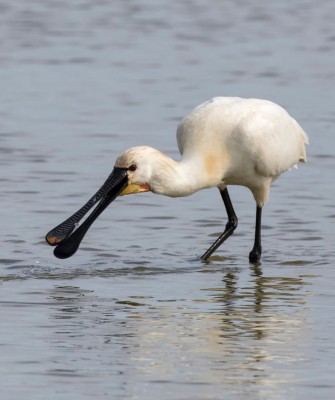 Birding Portugal, Portugal Nature, Bird watching Europe, Fall Migration, Naturalist Journeys, Wildlife Tour, Wildlife Photography, Ecotourism, Specialty Birds, Birding Hotspot, Lisbon, Alentejo