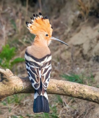 Birding Portugal, Portugal Nature, Bird watching Europe, Fall Migration, Naturalist Journeys, Wildlife Tour, Wildlife Photography, Ecotourism, Specialty Birds, Birding Hotspot, Lisbon, Alentejo