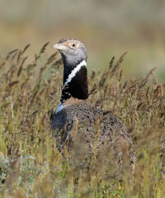 Birding Portugal, Portugal Nature, Bird watching Europe, Fall Migration, Naturalist Journeys, Wildlife Tour, Wildlife Photography, Ecotourism, Specialty Birds, Birding Hotspot, Lisbon, Alentejo