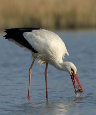 Birding Portugal, Portugal Nature, Bird watching Europe, Fall Migration, Naturalist Journeys, Wildlife Tour, Wildlife Photography, Ecotourism, Specialty Birds, Birding Hotspot, Lisbon, Alentejo