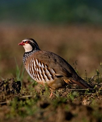 Birding Portugal, Portugal Nature, Bird watching Europe, Fall Migration, Naturalist Journeys, Wildlife Tour, Wildlife Photography, Ecotourism, Specialty Birds, Birding Hotspot, Lisbon, Alentejo