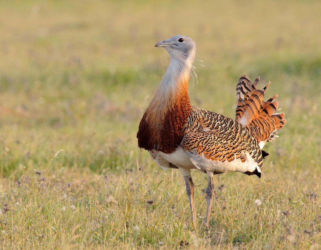 Birding Portugal, Portugal Nature, Bird watching Europe, Fall Migration, Naturalist Journeys, Wildlife Tour, Wildlife Photography, Ecotourism, Specialty Birds, Birding Hotspot, Lisbon, Alentejo