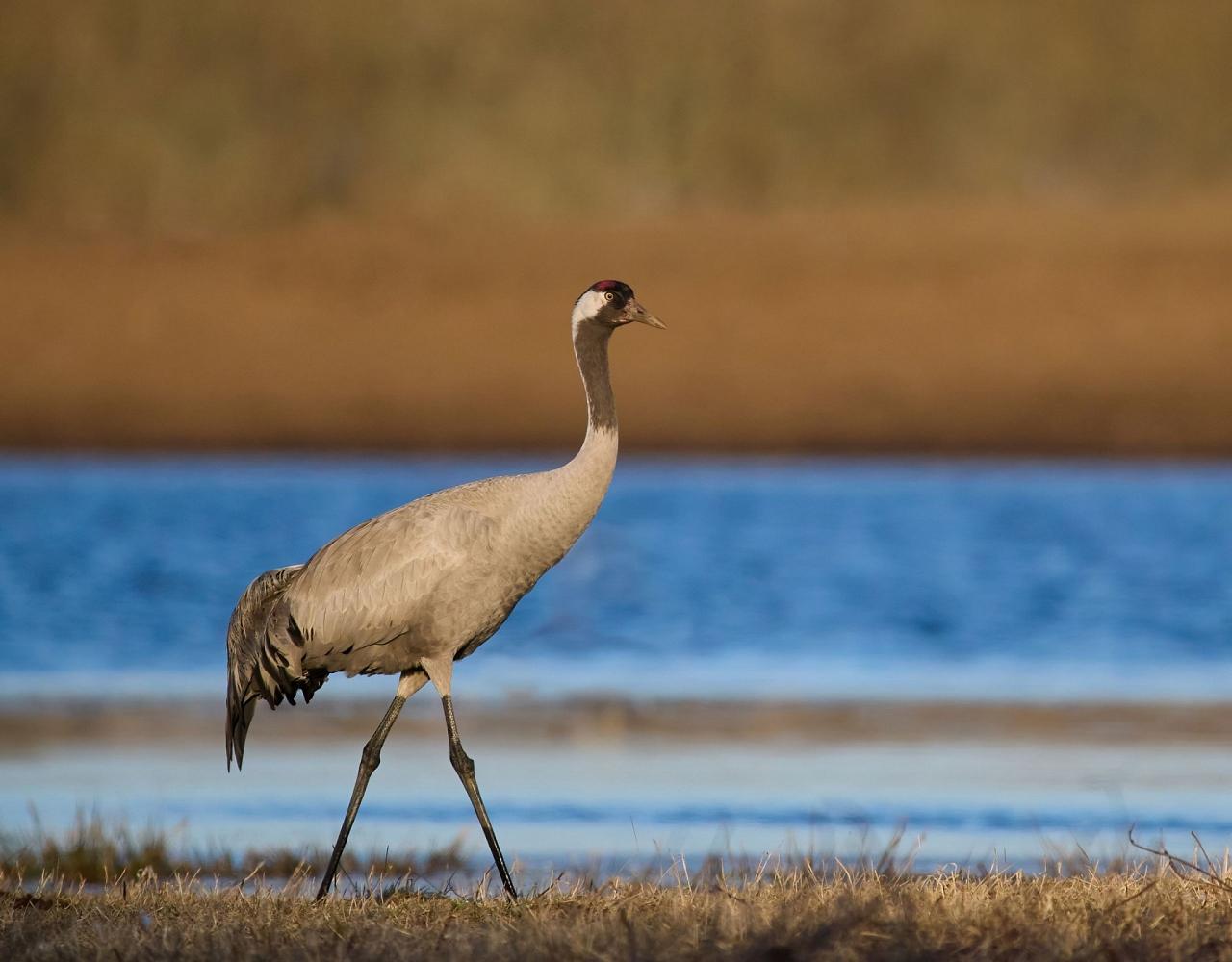 Birding Portugal, Portugal Nature, Bird watching Europe, Fall Migration, Naturalist Journeys, Wildlife Tour, Wildlife Photography, Ecotourism, Specialty Birds, Birding Hotspot, Lisbon, Alentejo