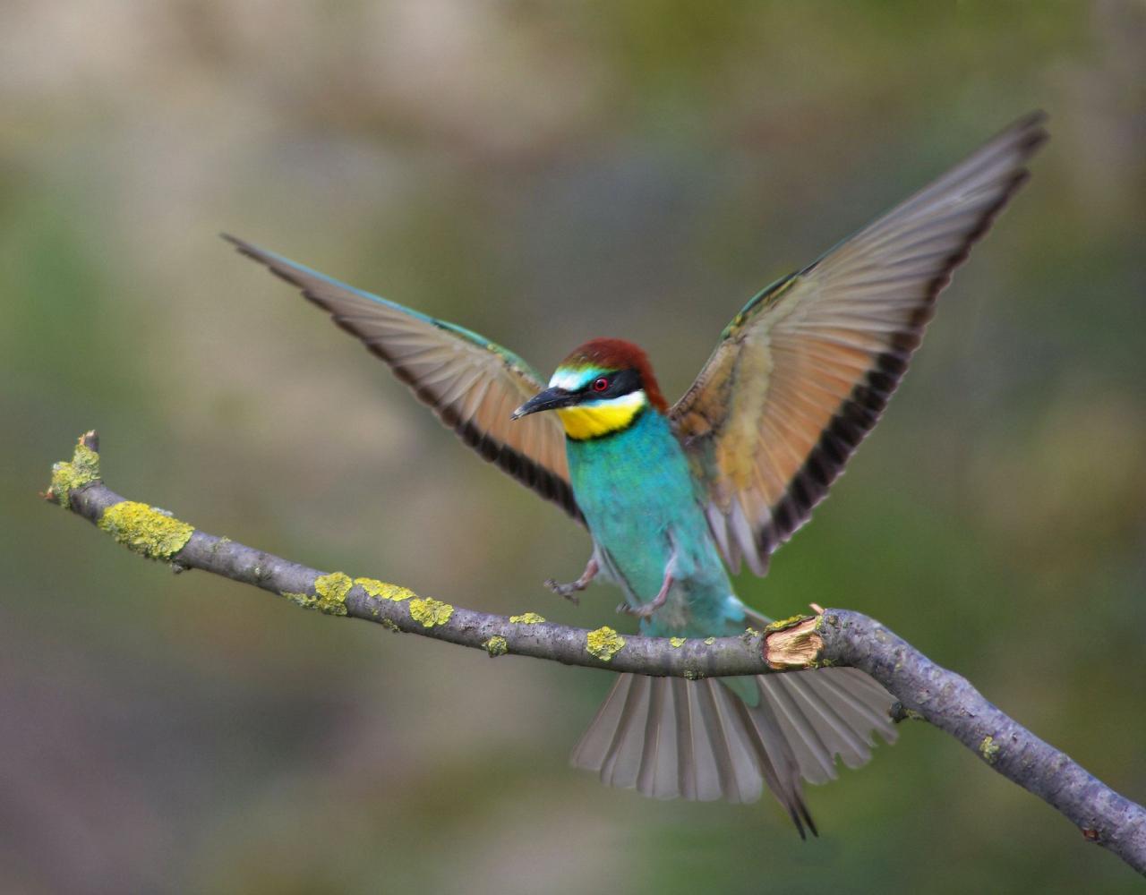 Birding Portugal, Portugal Nature, Bird watching Europe, Fall Migration, Naturalist Journeys, Wildlife Tour, Wildlife Photography, Ecotourism, Specialty Birds, Birding Hotspot, Lisbon, Alentejo