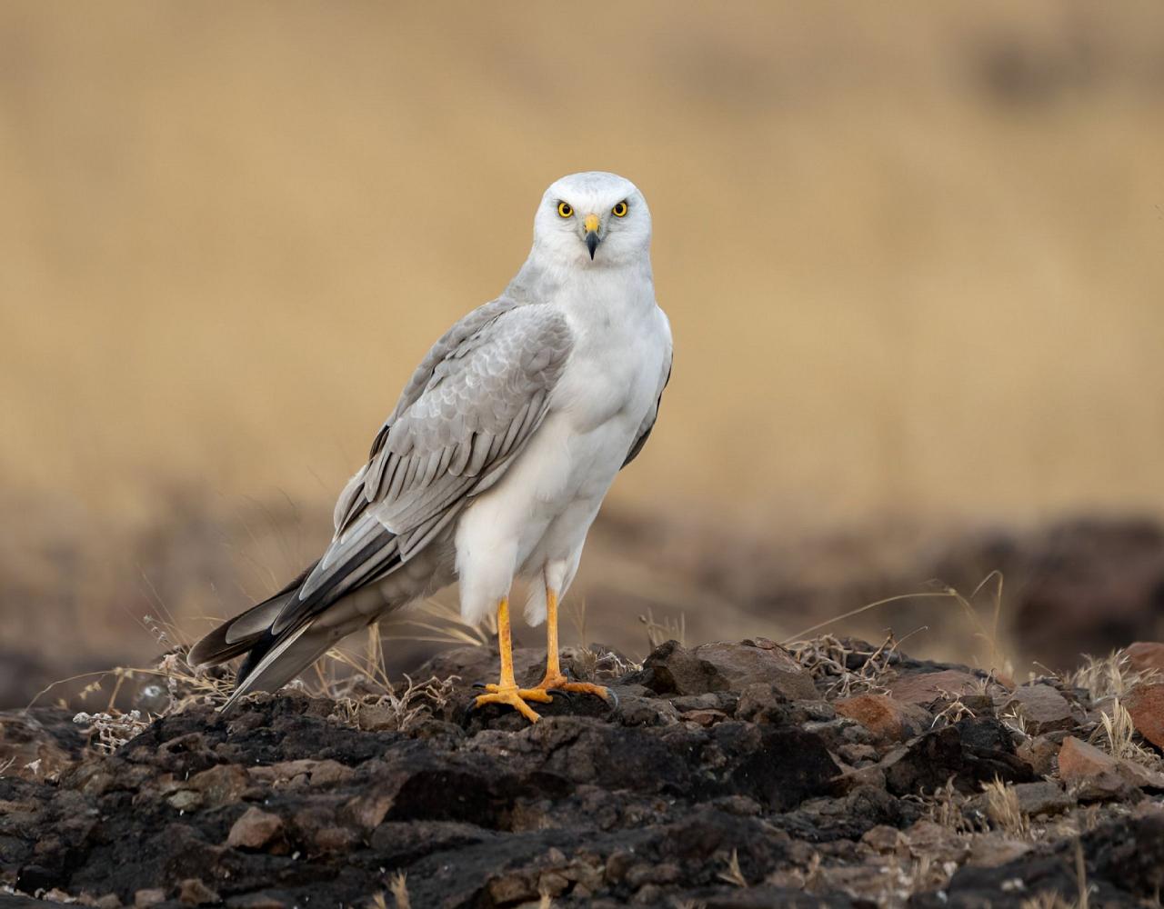 Birding Portugal, Portugal Nature, Bird watching Europe, Fall Migration, Naturalist Journeys, Wildlife Tour, Wildlife Photography, Ecotourism, Specialty Birds, Birding Hotspot, Lisbon, Alentejo