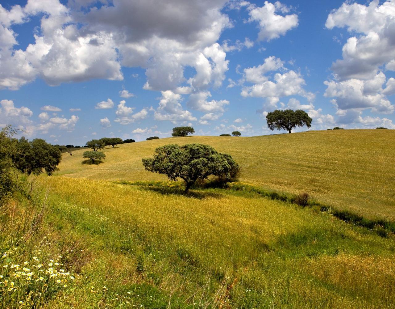 Birding Portugal, Portugal Nature, Bird watching Europe, Fall Migration, Naturalist Journeys, Wildlife Tour, Wildlife Photography, Ecotourism, Specialty Birds, Birding Hotspot, Lisbon, Alentejo