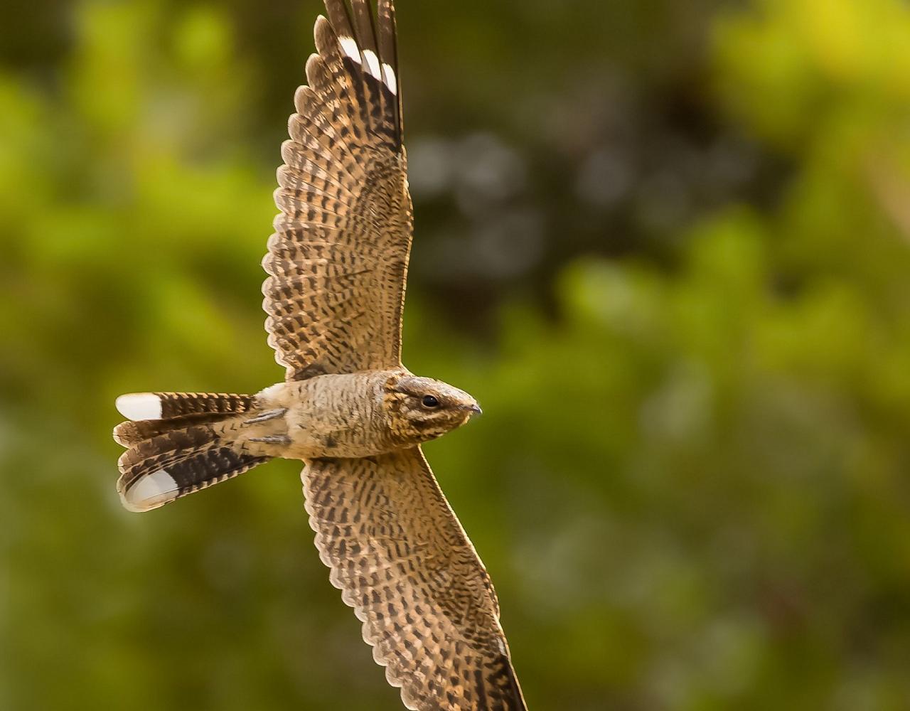 Birding Portugal, Portugal Nature, Bird watching Europe, Fall Migration, Naturalist Journeys, Wildlife Tour, Wildlife Photography, Ecotourism, Specialty Birds, Birding Hotspot, Lisbon, Alentejo