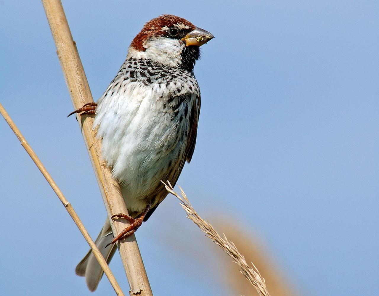 Birding Portugal, Portugal Nature, Bird watching Europe, Fall Migration, Naturalist Journeys, Wildlife Tour, Wildlife Photography, Ecotourism, Specialty Birds, Birding Hotspot, Lisbon, Alentejo