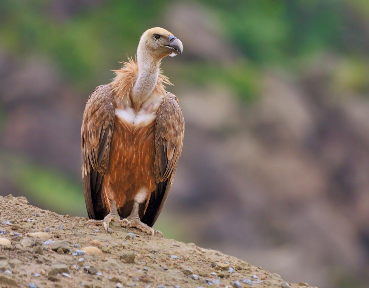 Birding Portugal, Portugal Nature, Bird watching Europe, Fall Migration, Naturalist Journeys, Wildlife Tour, Wildlife Photography, Ecotourism, Specialty Birds, Birding Hotspot, Lisbon, Alentejo