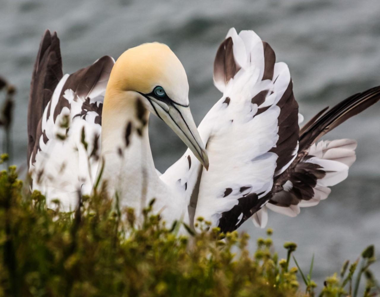 Birding Portugal, Portugal Nature, Bird watching Europe, Fall Migration, Naturalist Journeys, Wildlife Tour, Wildlife Photography, Ecotourism, Specialty Birds, Birding Hotspot, Lisbon, Alentejo