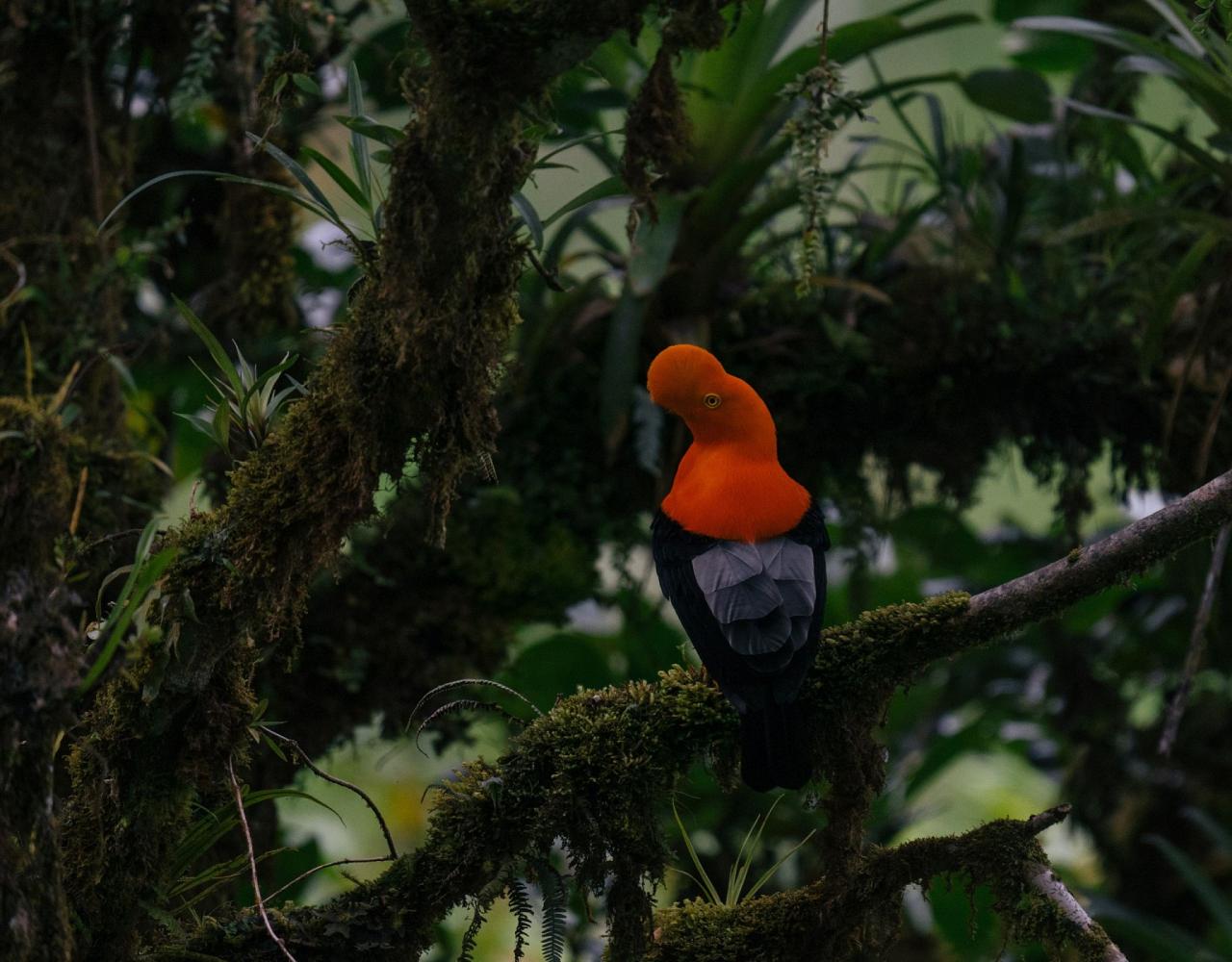 Birding Ecuador, Bird watching Ecuador, Ecuador, South American Birds, Naturalist Journeys, Wildlife Tour, Wildlife Photography, Ecotourism, Specialty Birds, Endemic Birds, Birding Hotspot
