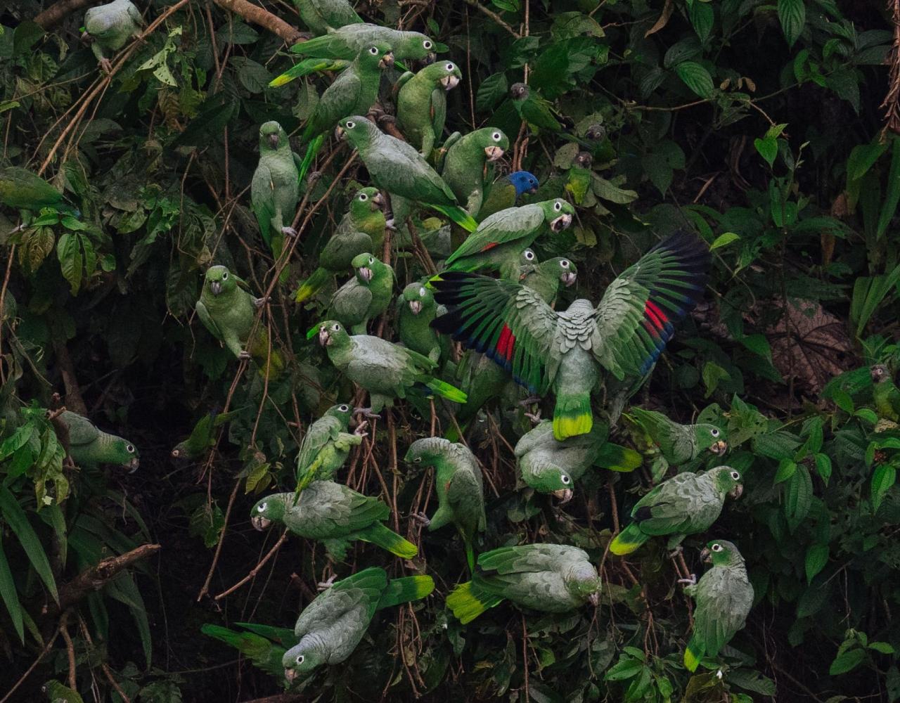Birding Ecuador, Bird watching Ecuador, Ecuador, South American Birds, Naturalist Journeys, Wildlife Tour, Wildlife Photography, Ecotourism, Specialty Birds, Endemic Birds, Birding Hotspot