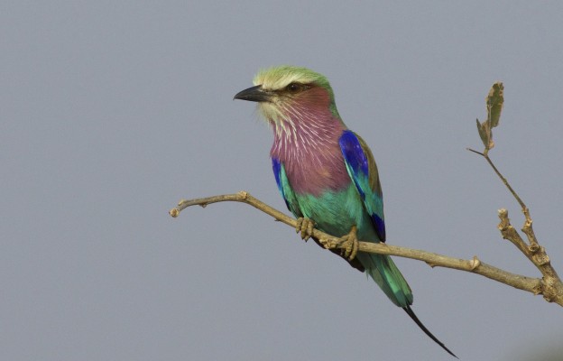 Lilac-breasted Roller, Okavango Delta, Botswana, African Safari, Botswana Safari, Naturalist Journeys 