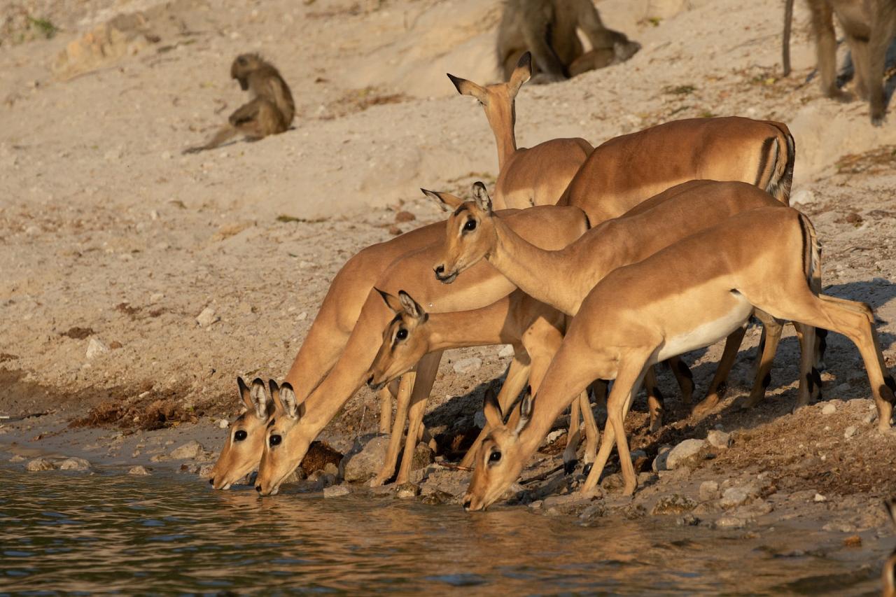Impala, Botswana, Africa Safari, Naturalist Journeys, Wildlife Tour, Africa Wildlife