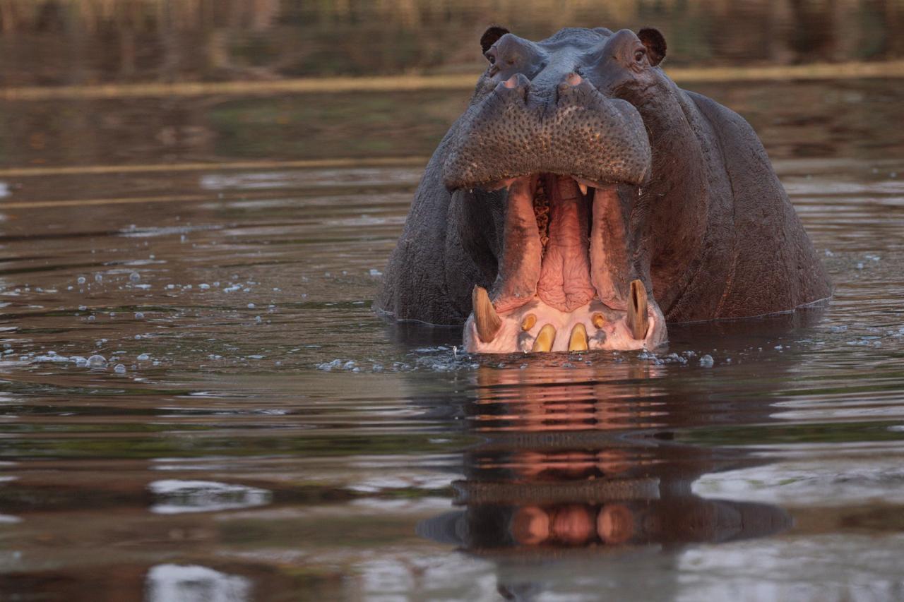 Hippo, Okavango Delta, Botswana, African Safari, Botswana Safari, Naturalist Journeys
