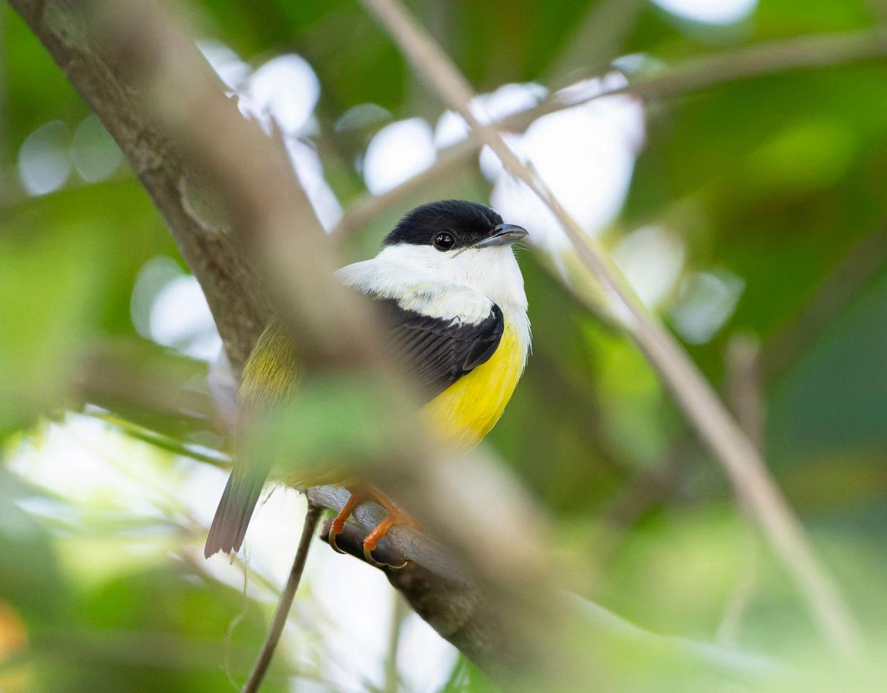 Birding Belize, Bird watching, Central America, Neotropics, Naturalist Journeys, Wildlife Tour, Wildlife Photography, Ecotourism, Specialty Birds, Birding Hotspot