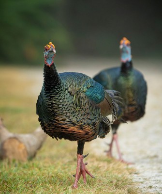 Ocellated Turkeys, Birding Belize, Bird watching, Central America, Neotropics, Naturalist Journeys, Wildlife Tour, Wildlife Photography, Ecotourism, Specialty Birds, Birding Hotspot