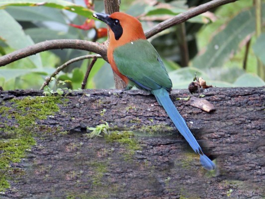 Broad-billed Motmot, Panama, Darien, Panama Birding Tour, Panama Nature Tour, Naturalist Journeys