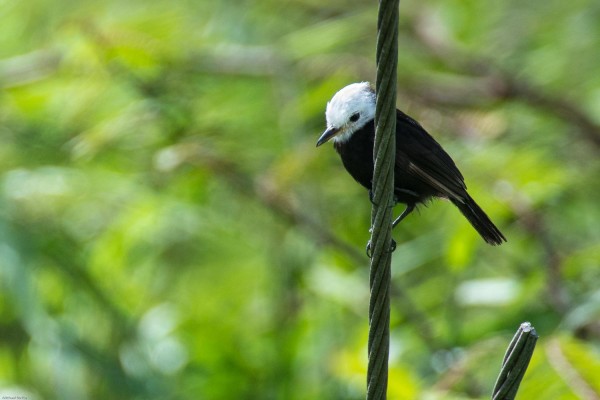 White-headed Marsh-Tyrant, Panama, Darien, Panama Birding Tour, Panama Nature Tour, Naturalist Journeys