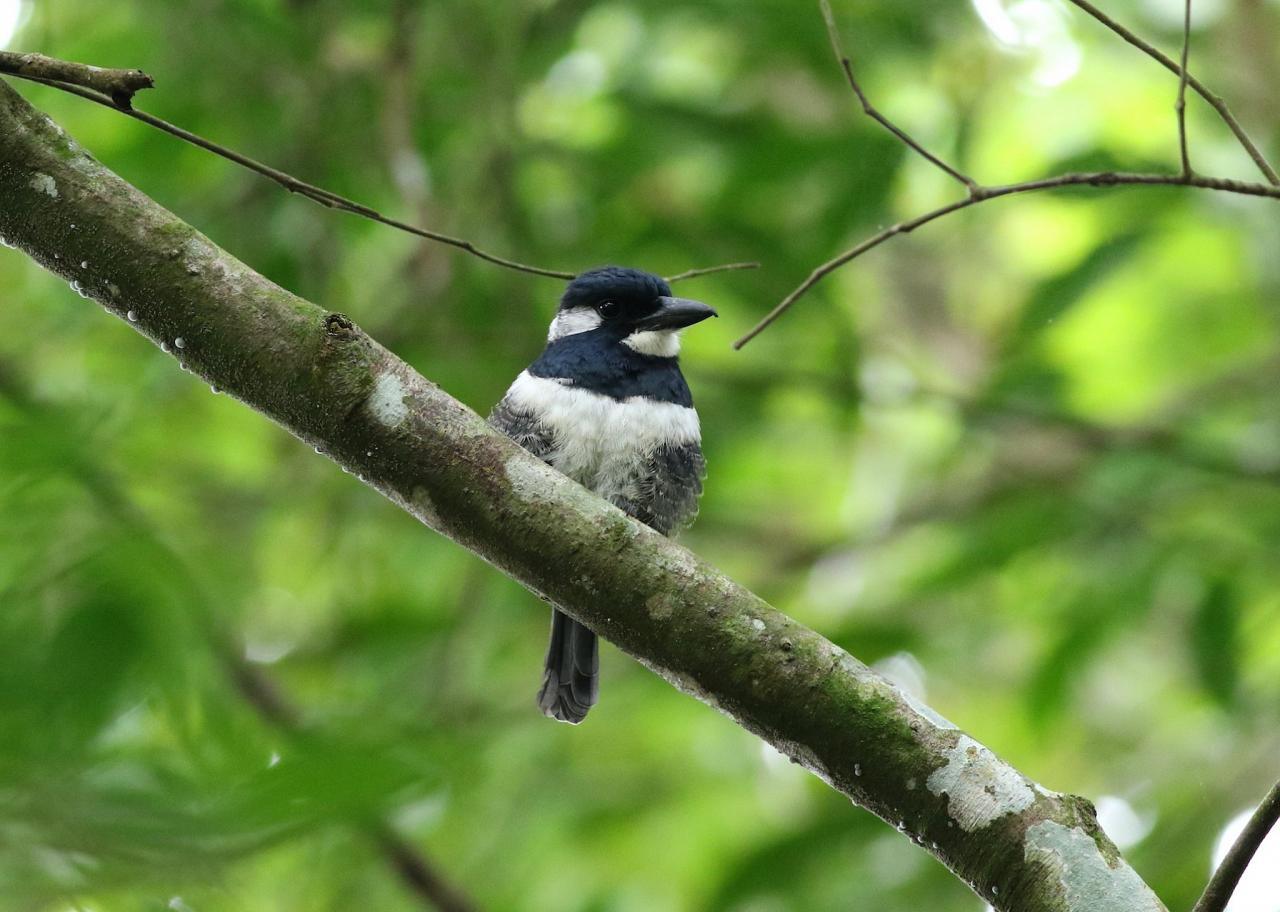 Black-breasted Puffbird, Panama, Darien, Panama Birding Tour, Panama Nature Tour, Naturalist Journeys