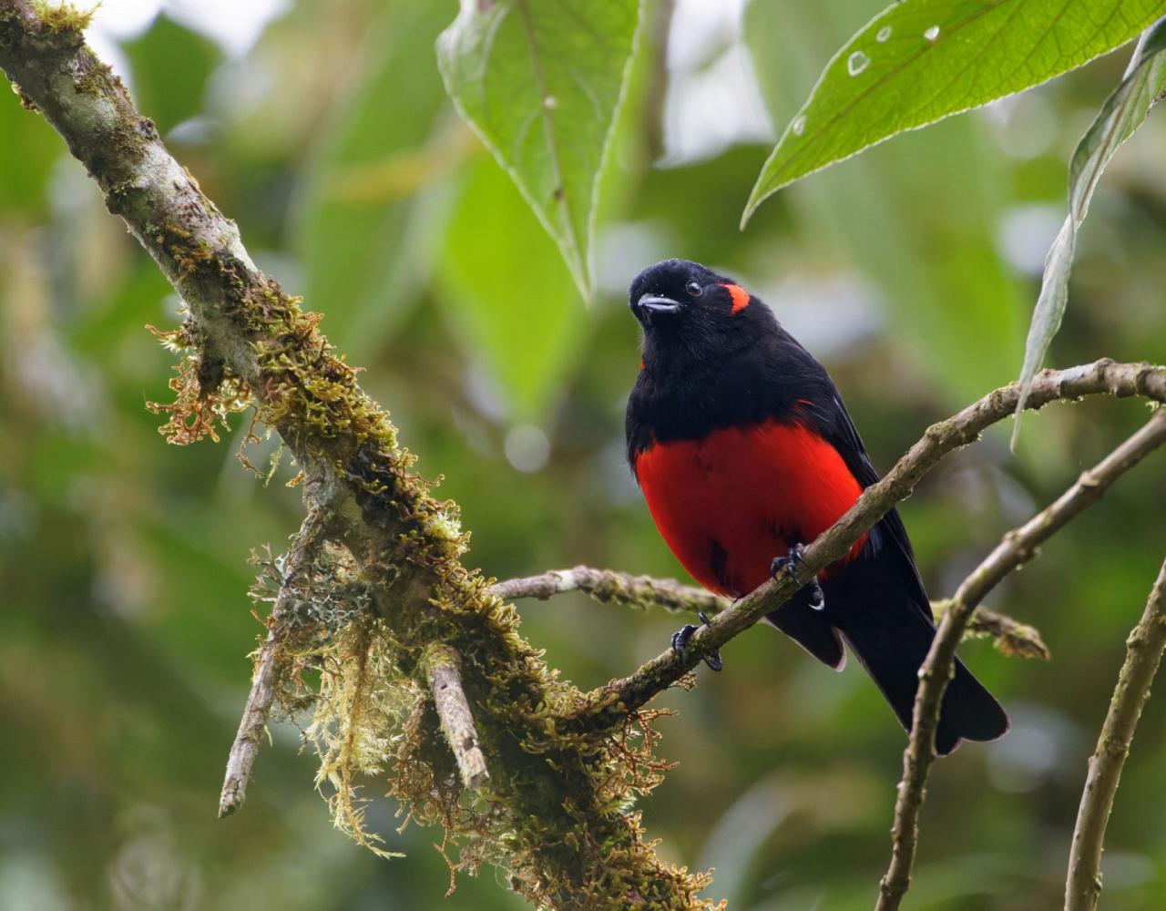 Birding Colombia, Bird watching South America, Nature Tour, Naturalist Journeys, Wildlife Tour, Wildlife Photography, Ecotourism, Specialty Birds, Birding Hotspot, Endemic Birds