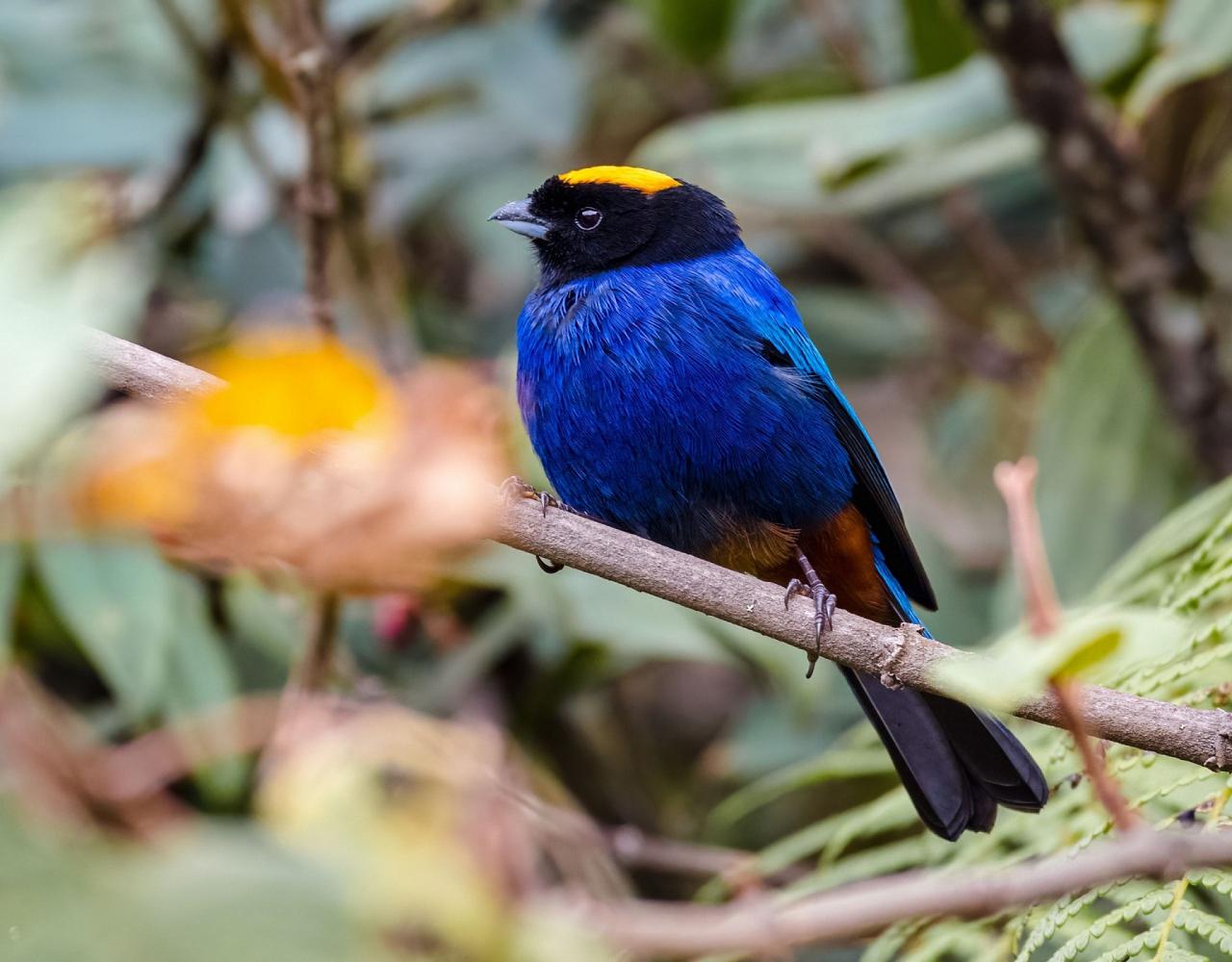 Birding Colombia, Bird watching South America, Nature Tour, Naturalist Journeys, Wildlife Tour, Wildlife Photography, Ecotourism, Specialty Birds, Birding Hotspot, Endemic Birds