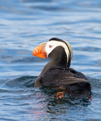 Horned Puffin, Birding Alaska, Bird Watching Alaska, Naturalist Journeys, Wildlife Tour, Wildlife Photography, Ecotourism, Specialty Birds, Endemic Birds, Birding Hotspot, Anchorage