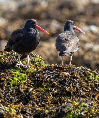 Black Oystercatcher, Birding Alaska, Bird Watching Alaska, Naturalist Journeys, Wildlife Tour, Wildlife Photography, Ecotourism, Specialty Birds, Endemic Birds, Birding Hotspot, Anchorage