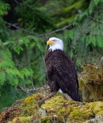 2025 Alaska Birding & Wildlife Tour - Anchorage, Nome, Seward ...