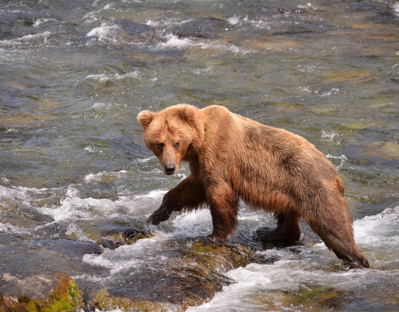 Birding Alaska, Bird Watching Alaska, Naturalist Journeys, Wildlife Tour, Wildlife Photography, Ecotourism, Specialty Birds, Endemic Birds, Birding Hotspot, Anchorage