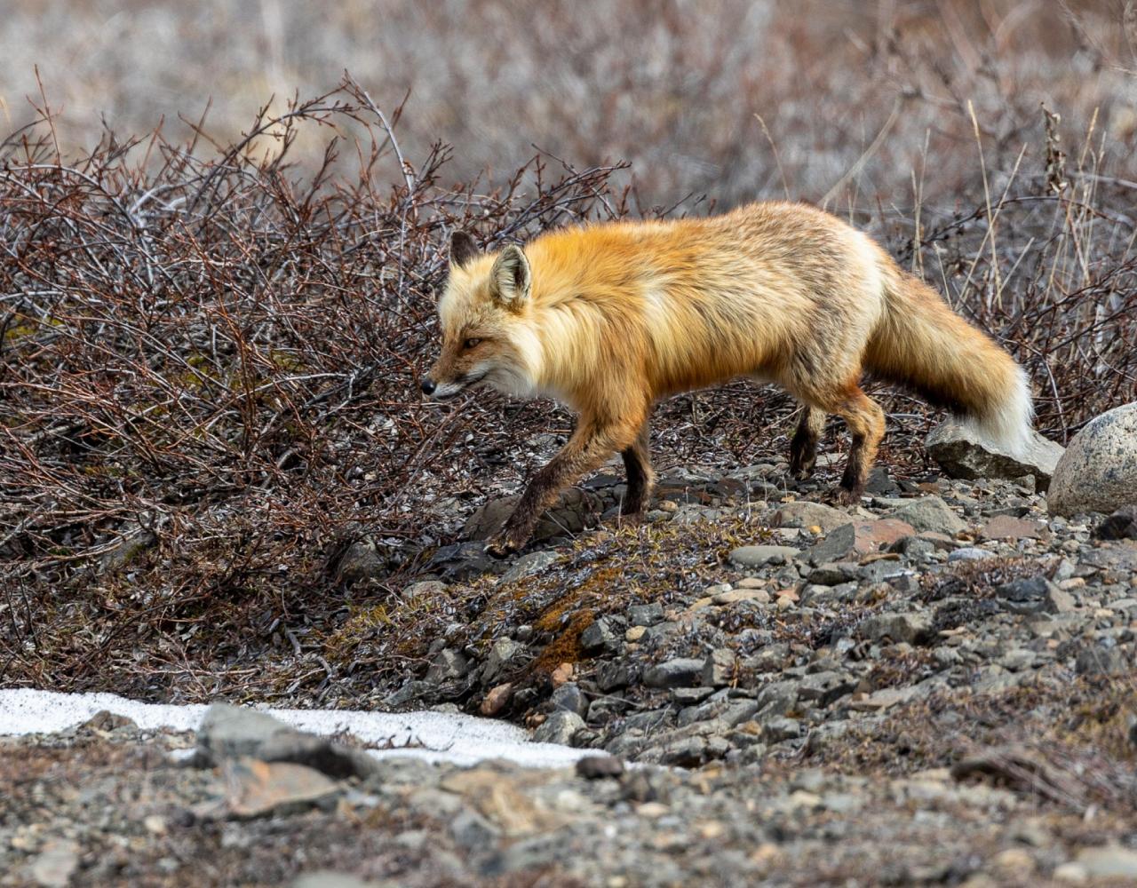 Birding Alaska, Bird Watching Alaska, Naturalist Journeys, Wildlife Tour, Wildlife Photography, Ecotourism, Specialty Birds, Endemic Birds, Birding Hotspot, Anchorage