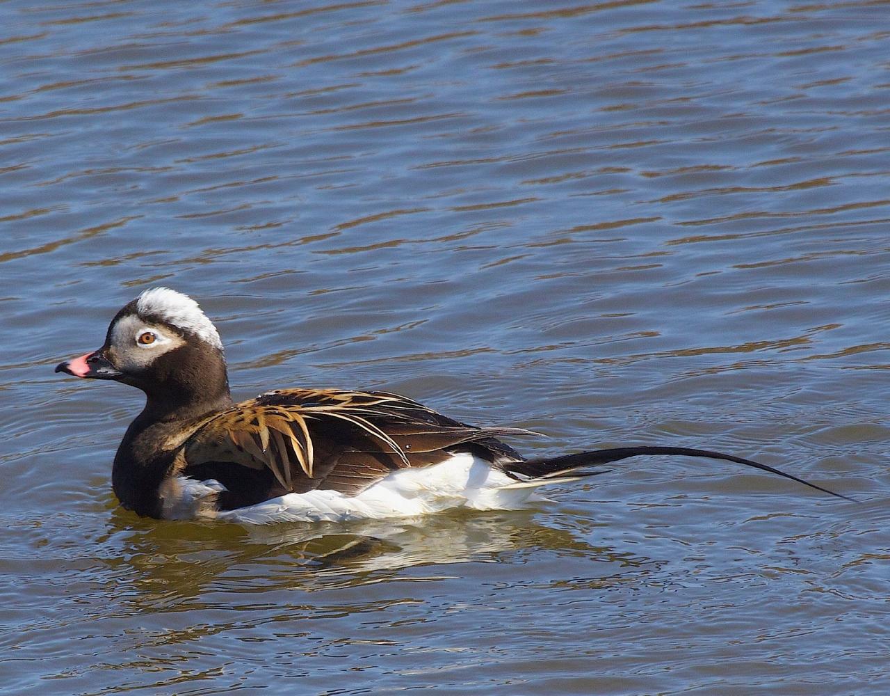 Birding Alaska, Bird Watching Alaska, Naturalist Journeys, Wildlife Tour, Wildlife Photography, Ecotourism, Specialty Birds, Endemic Birds, Birding Hotspot, Anchorage