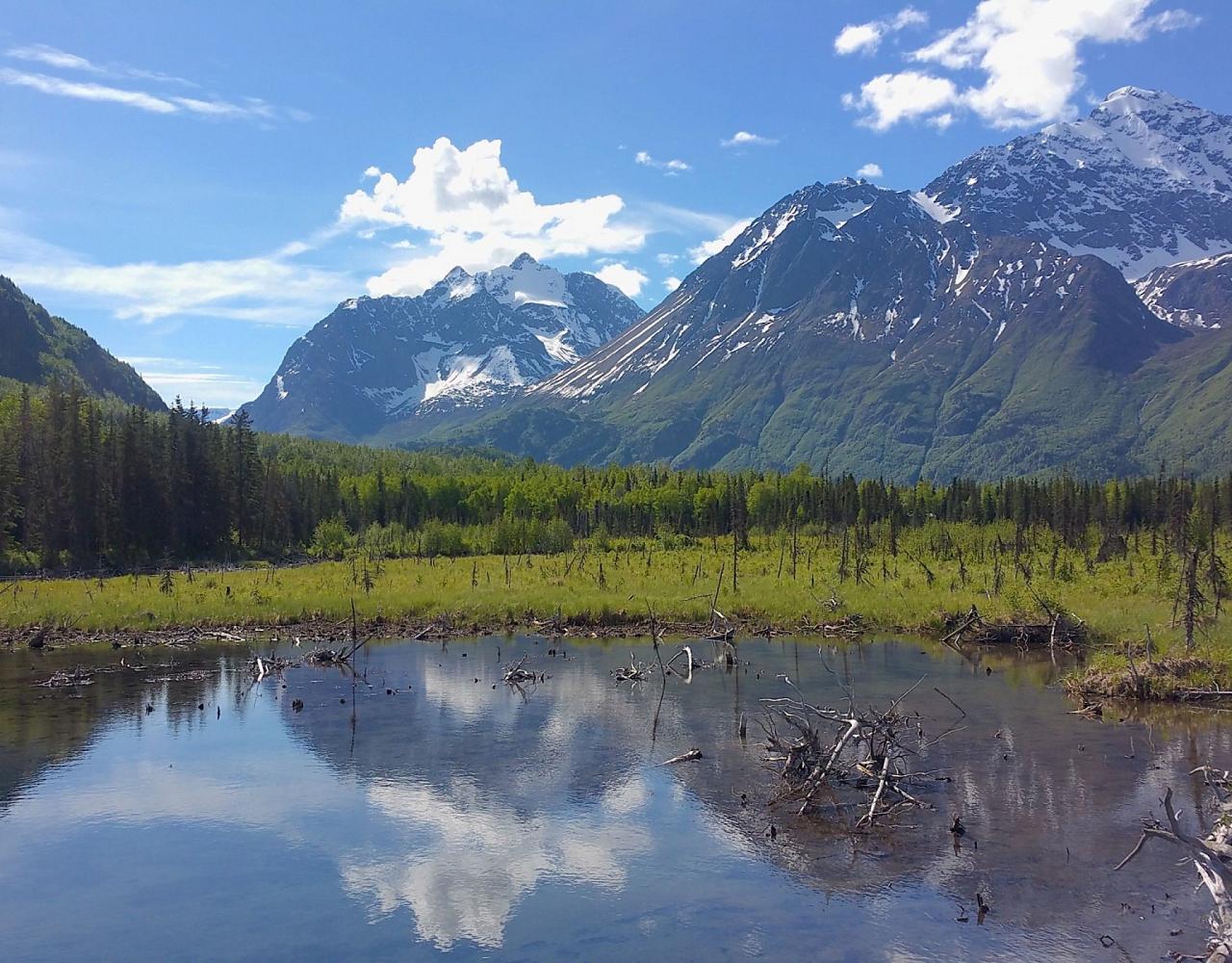 Birding Alaska, Bird Watching Alaska, Naturalist Journeys, Wildlife Tour, Wildlife Photography, Ecotourism, Specialty Birds, Endemic Birds, Birding Hotspot, Anchorage