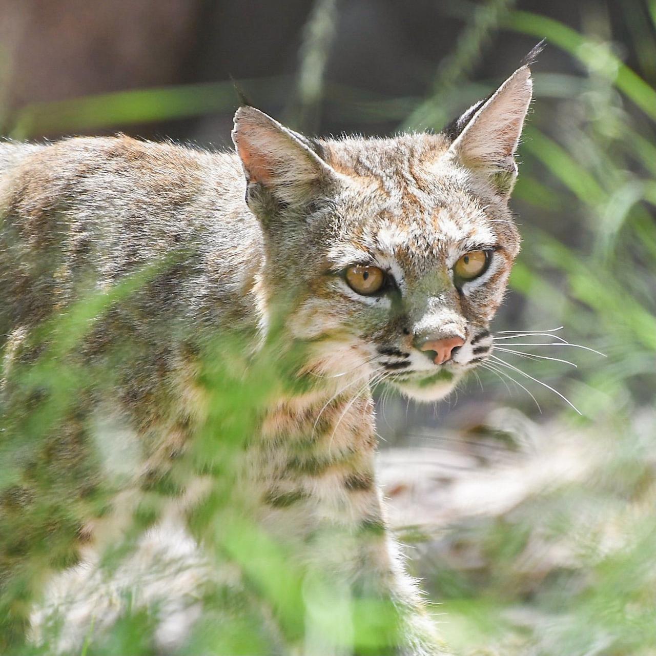 Bobcat, Portal Arizona, Southeast Arizona, Arizona, Arizona Nature Tour, Arizona Birding Tour, Naturalist Journeys