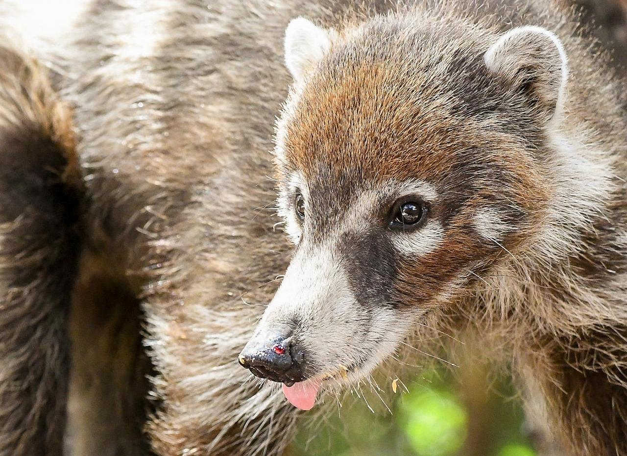 Coati, Portal Arizona, Southeast Arizona, Arizona, Arizona Nature Tour, Arizona Birding Tour, Naturalist Journeys